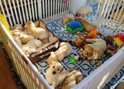 Best Dog Enclosure Cages