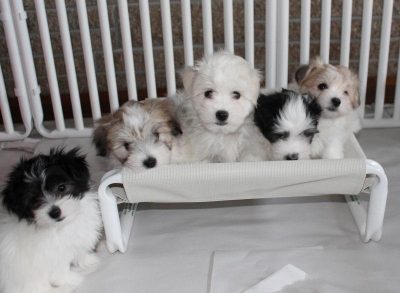 Best Coton Puppy Beds
