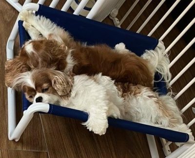 Best Cavalier Puppy Beds