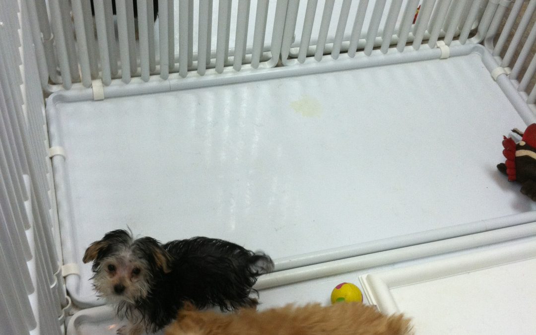 Puppy Crate Floor Trays