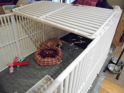 Small Canine Playpen Covers