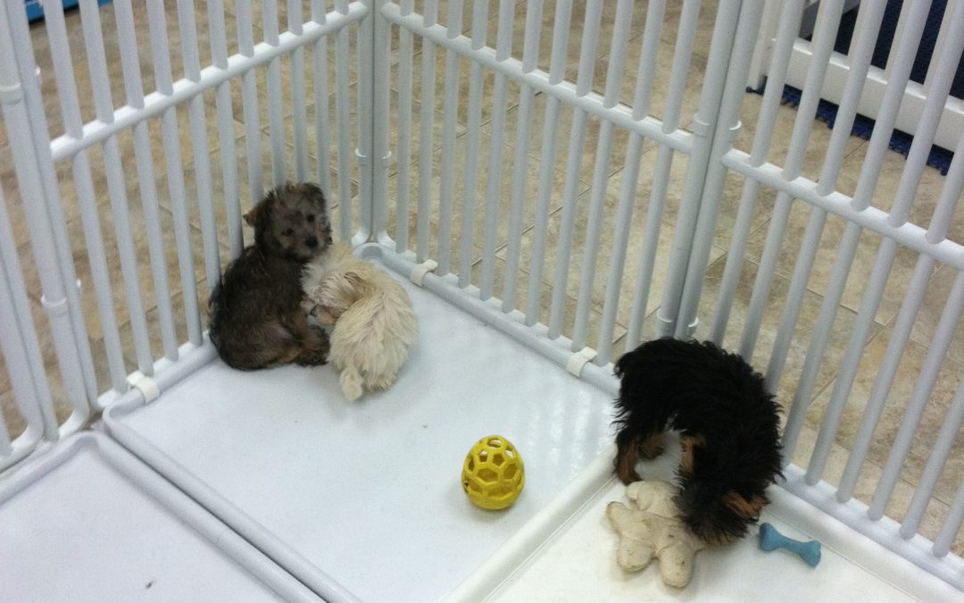 Puppy Playpen with Trays