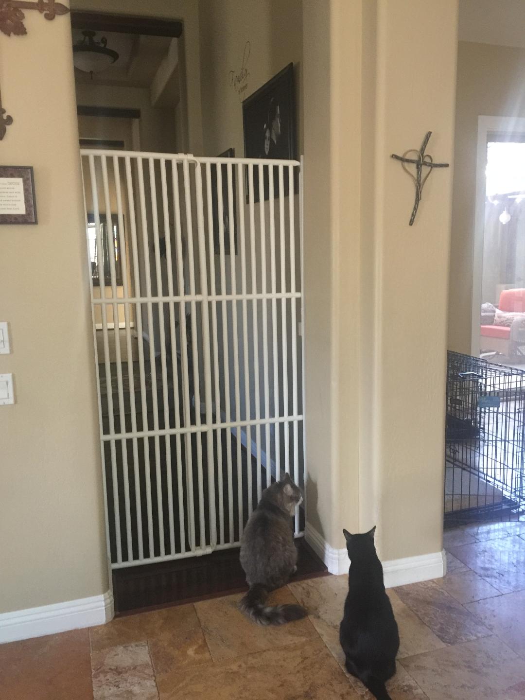 Cat gate for clearance door