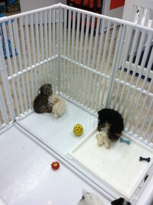Canine Playpen with Trays