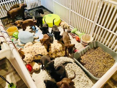 Tall Puppy Play Pens
