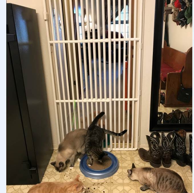 Felines Gate for Stairs