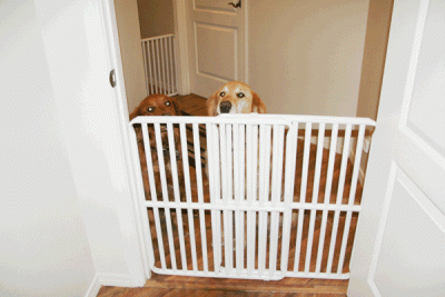 Indoor Pet Dog Gates