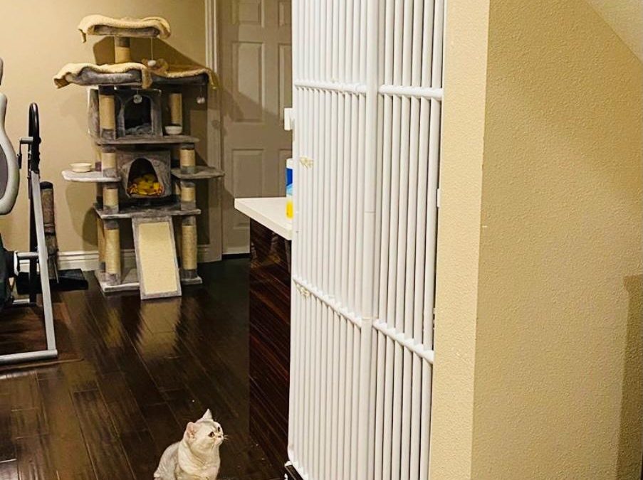 Feline Barrier for Hallway