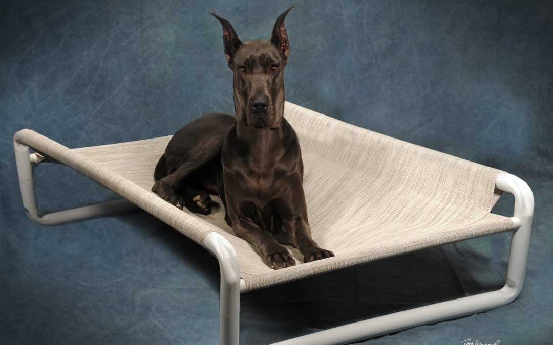 Raised Canine Bed Cot