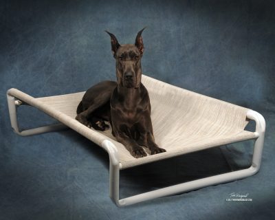 Raised Canine Bed Cots